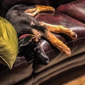 Meet your Posher, Debbie